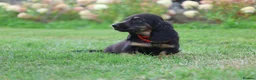 Miniature Dachshund dogs for sale: Outstanding KC Black & Tan Miniature Dachshund Boy - Advert 9