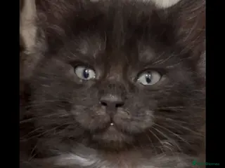 Maine Coon cats 5 BEAUTIFUL MAINECOON RUSSIAN LINE KITTENS LEFT - Advert 16