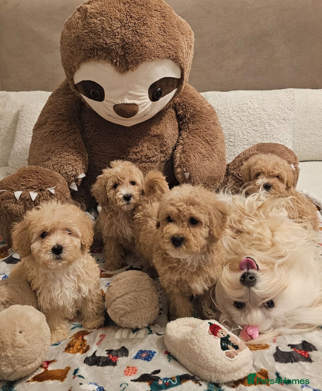 Maltipoo dogs for sale: Amazing apricot color Maltipoo puppies! - Advert 17