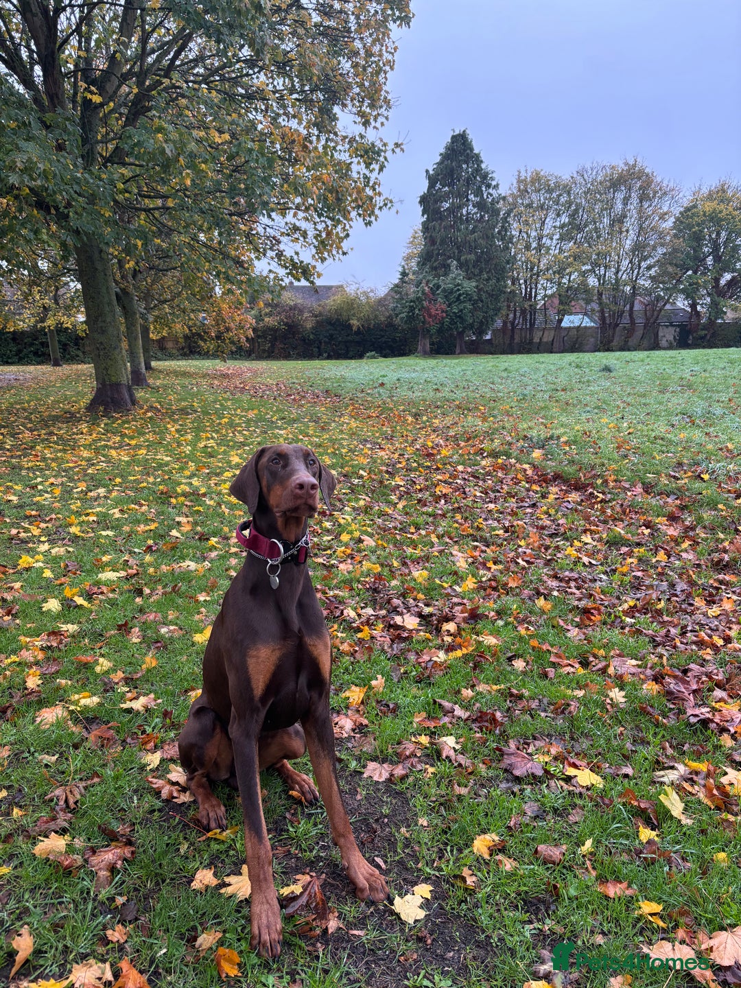 Dobermann dogs for sale: 11 Month Old Doberman in Gloucester - Advert 3