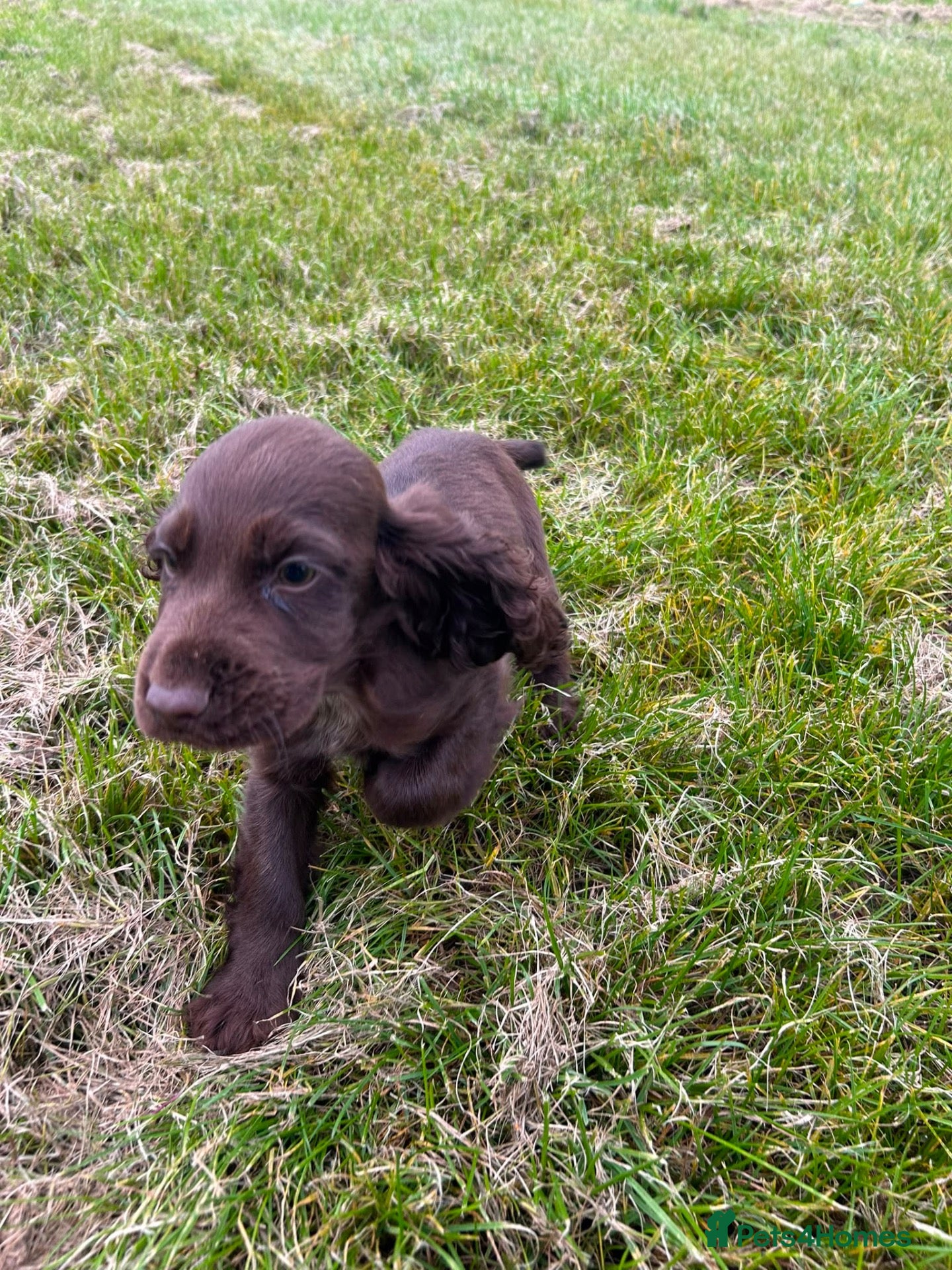 Cocker Spaniel dogs Show cocker spaniel puppies  - Advert 2