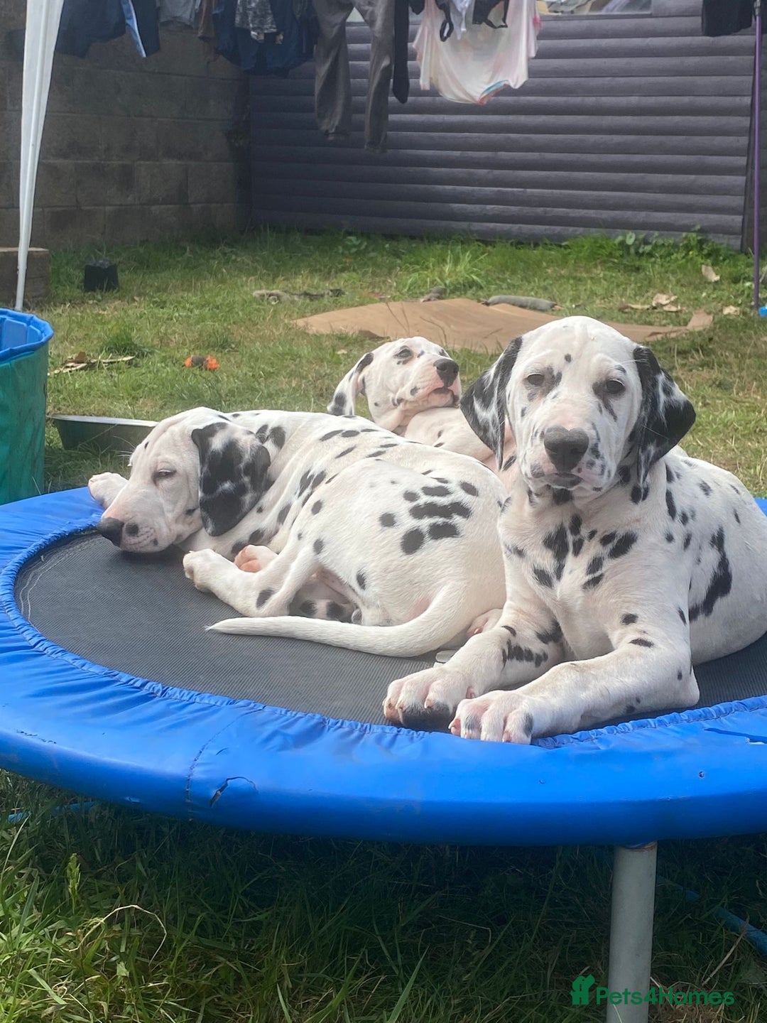 Dalmatian dogs for sale: Dalmatian Puppies (pure bred) - Image 19