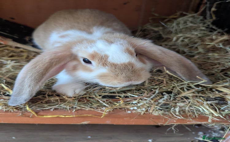 English Lop rabbits - Advert 5