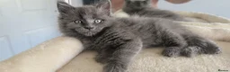Maine Coon cats for sale: Maine coon kittens - Advert 39