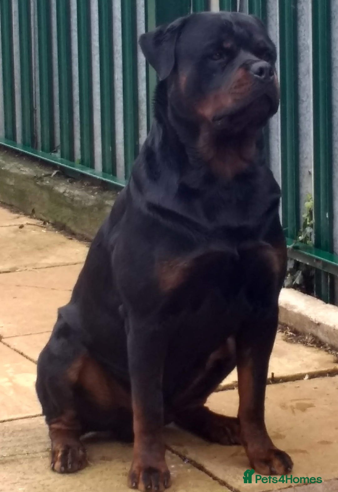 Rottweiler dogs for sale: Kc rottweiler puppies  - Image 13