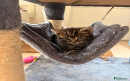 Domestic Shorthair cats for sale: Gorgeous kittens for sale - south of Edinburgh  - Image 17