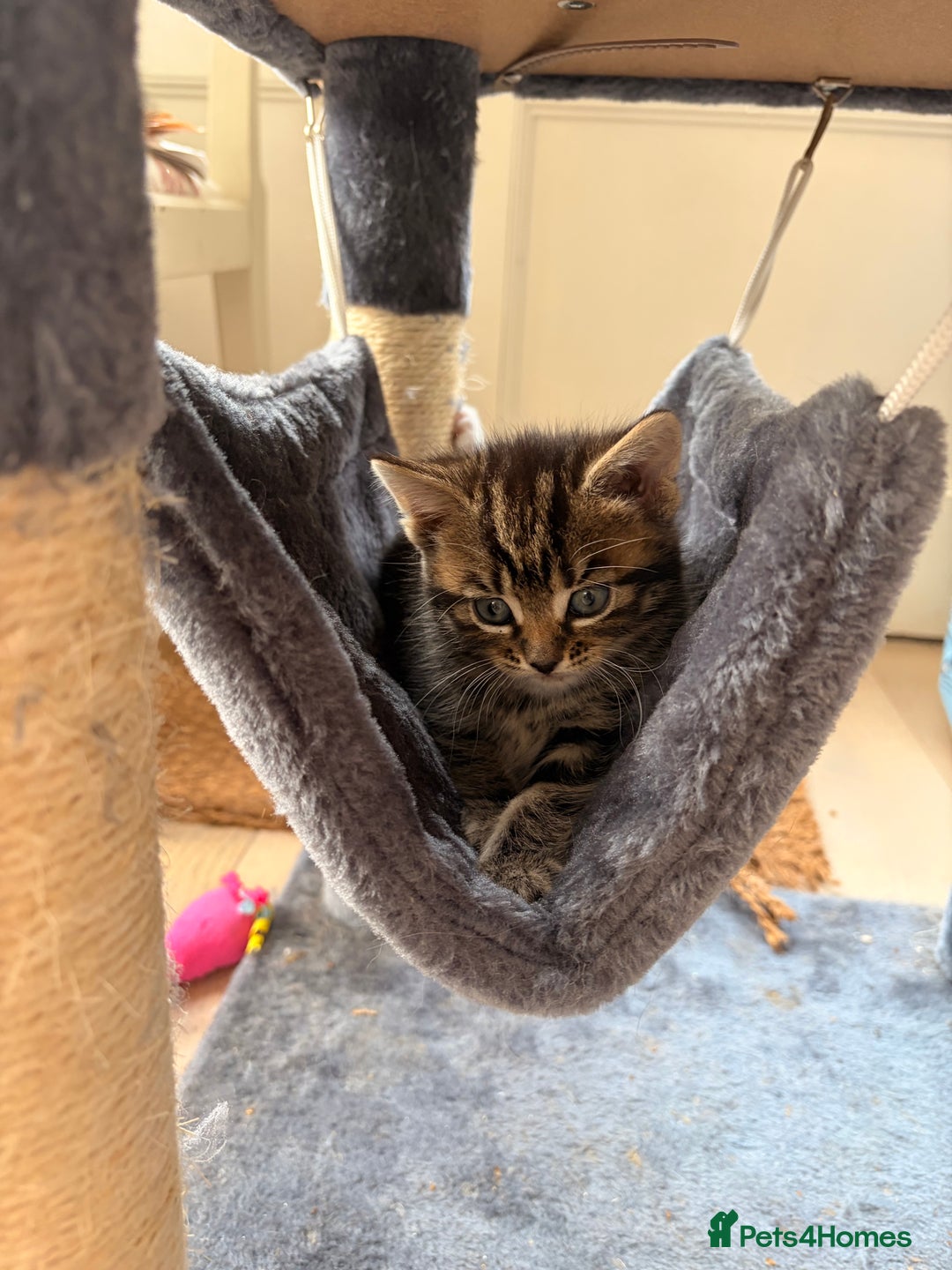 Domestic Shorthair cats for sale: Gorgeous kittens for sale - south of Edinburgh  - Image 17