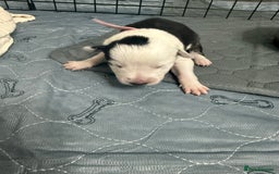 Border Collie dogs for sale: Border collie pups - Image 23