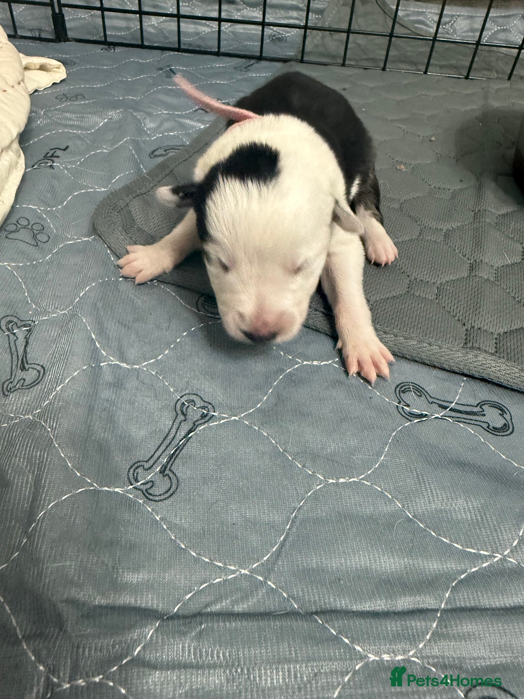Border Collie dogs for sale: Border collie pups - Image 23