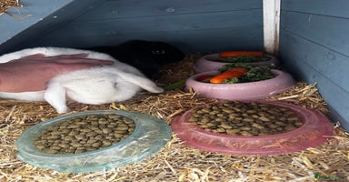 Dwarf Lop rabbits - Advert 10