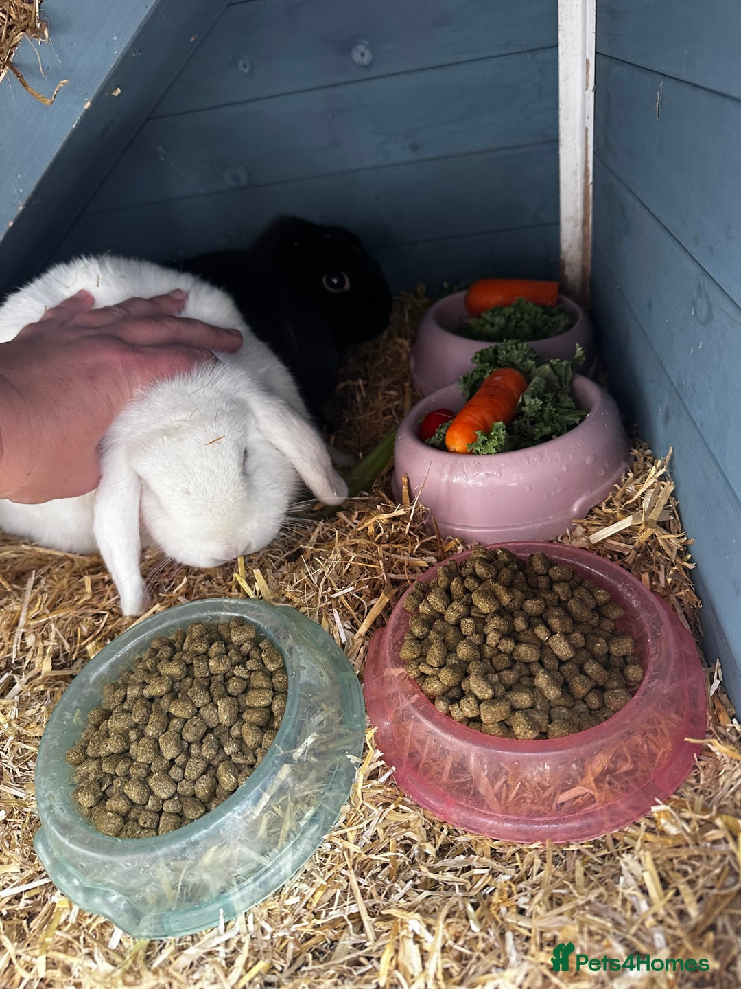 Dwarf Lop rabbits for sale: 2 Lop Rabbits  - Image 3