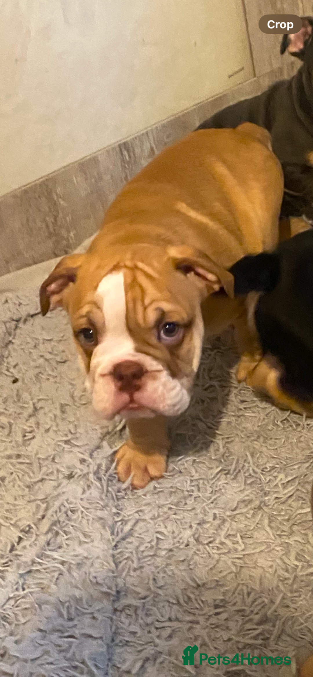 English Bulldog dogs for sale: Pedigree English bulldogs top-lines (7 weeks old)  - Image 27