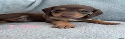 Miniature Dachshund dogs for sale: Miniature dachshunds 3 boys 1 girl  - Advert 18