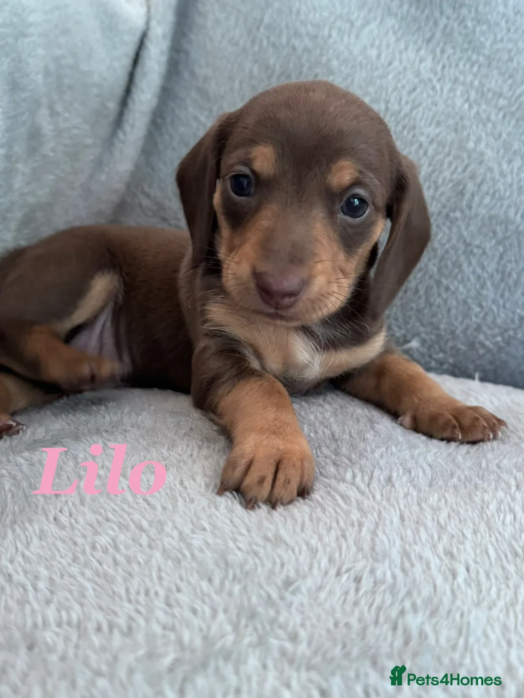 Miniature Dachshund dogs for sale: Miniature dachshunds 3 boys 1 girl  - Advert 18