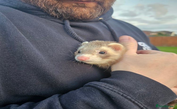 Ferret rodents - Advert 4