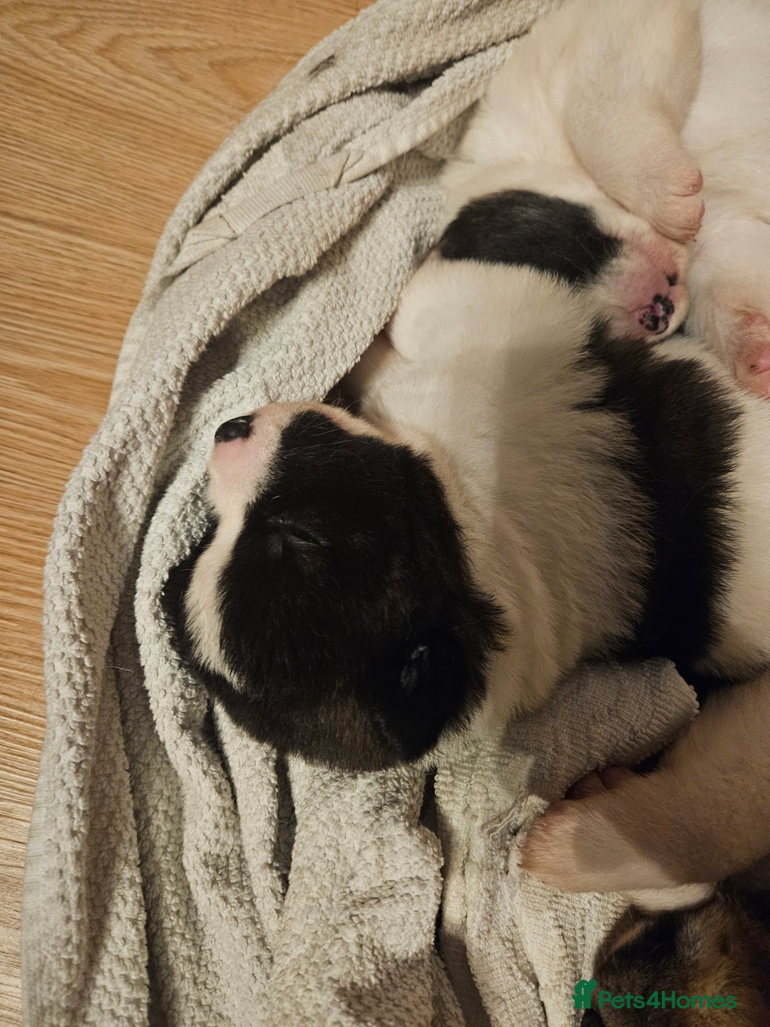 Akita dogs for sale: Beautiful Akita puppies - Advert 8