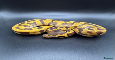 Python Snake reptiles Female Orange Dream Leopard Enchi Het Hypo - Advert 8