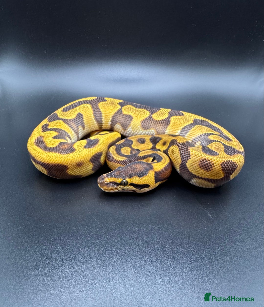 Python Snake reptiles for sale: Female Orange Dream Leopard Enchi Het Hypo - Advert 3