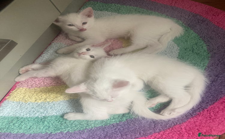 Turkish Van cats - Advert 1