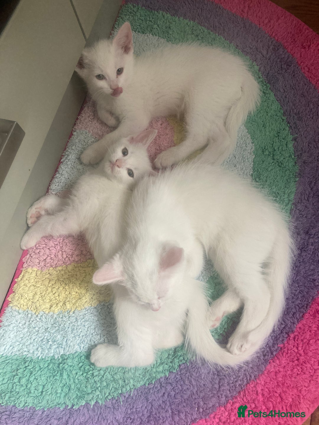 Turkish Van cats for sale: Gorgeous & Loving Turkish Van Kittens - Image 1
