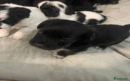 Mixed Breed dogs for sale: Gorgeous cockapoo puppies  - Advert 4