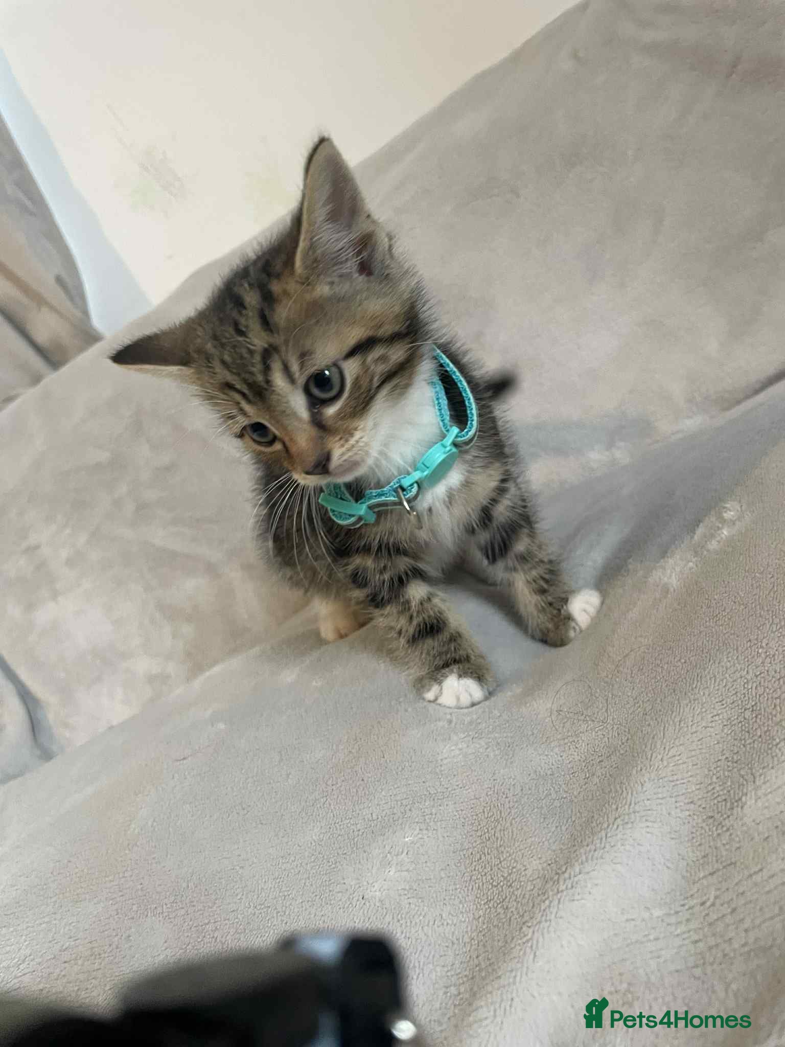 Mixed Breed cats Kittens  - Advert 20