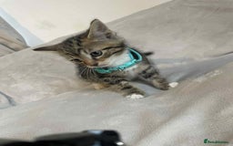 Mixed Breed cats for sale: Kittens  - Image 1