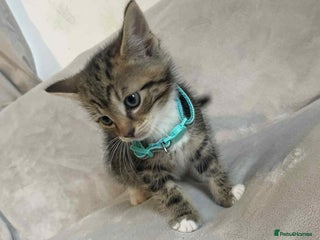 Mixed Breed cats - Advert 36