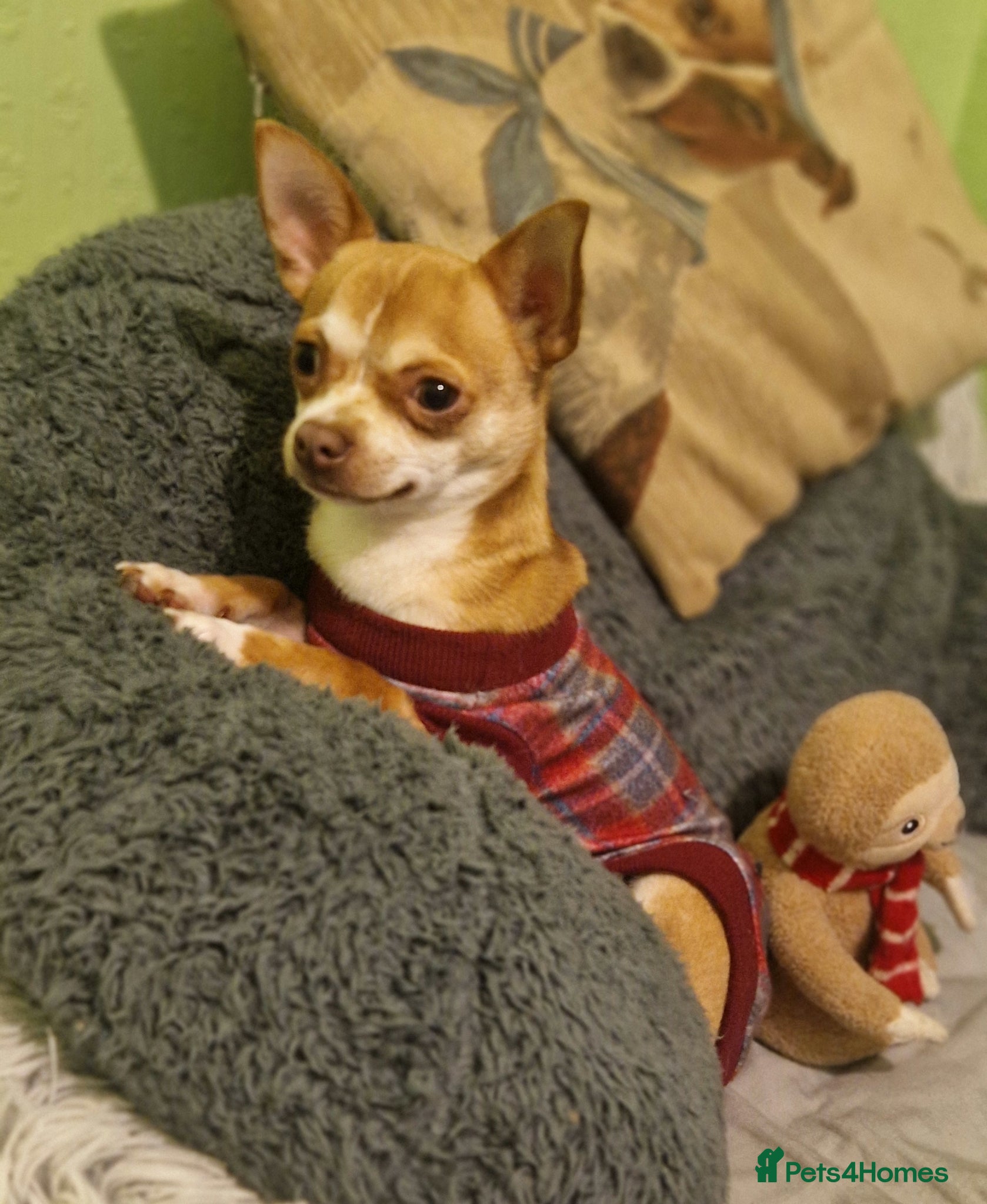 Chihuahua dogs Paco - Very active male for stud - Advert 18