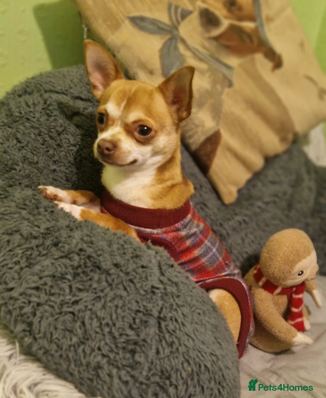 Chihuahua dogs for stud: Paco - Very active male for stud - Advert 1