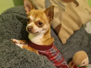 Chihuahua dogs Paco - Very active male for stud - Advert 18