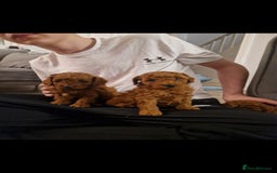 Cockapoo dogs for sale: Adorable red f1b toy cockapoos  - Advert 18