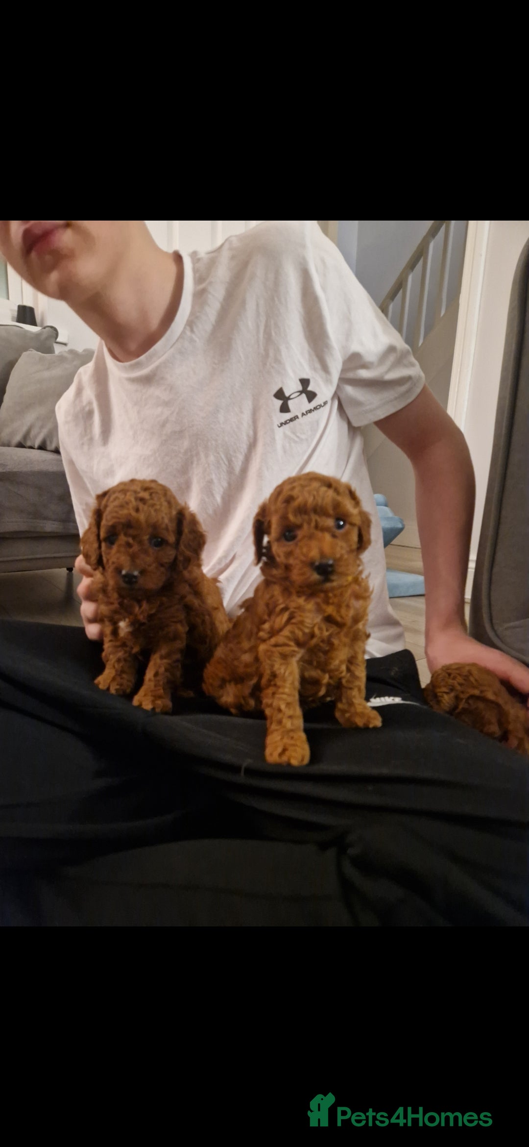 Cockapoo dogs for sale: Adorable red f1b toy cockapoos  - Advert 18
