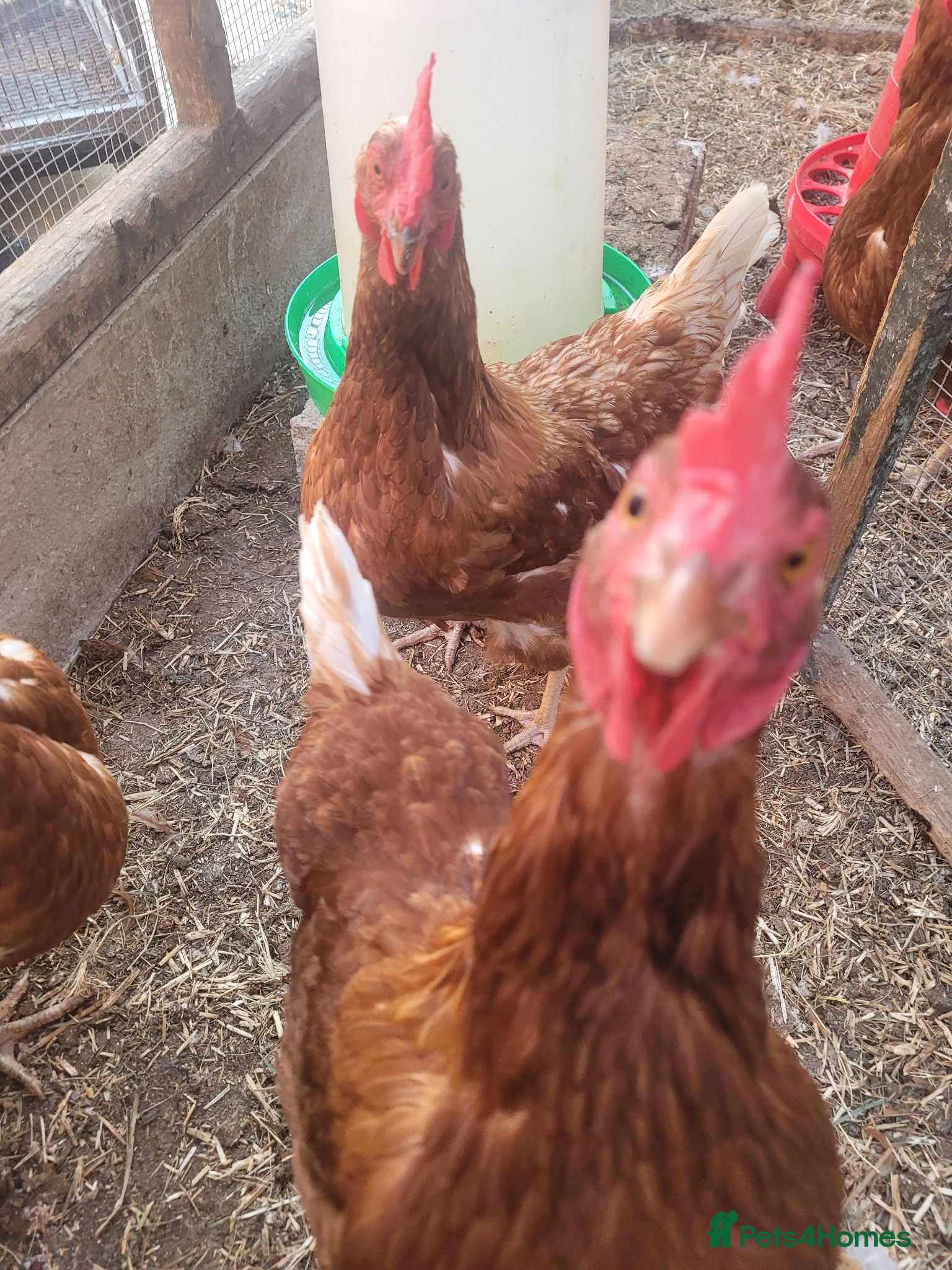 Chickens poultry Six x warren chickens for sale, lay six eggs a day - Advert 18