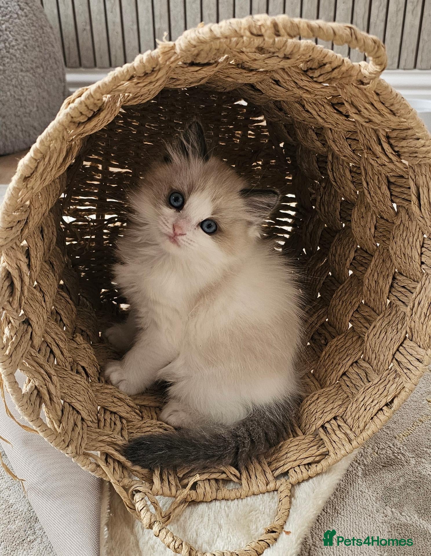 Ragdoll cats Purebred Pedigree Ragdoll kittens - Advert 1