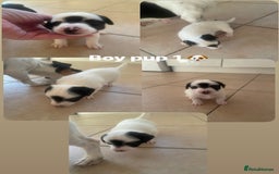 Jack Russell dogs for sale: Jack Russel puppy's  - Image 4