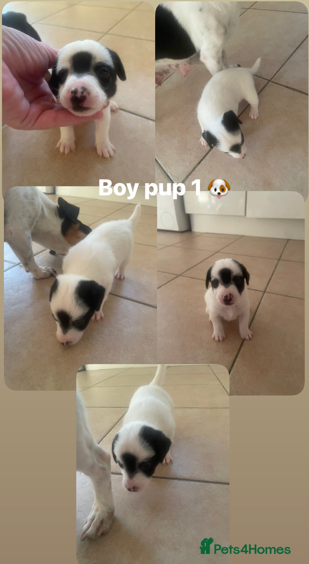 Jack Russell dogs for sale: Jack Russel puppy's  - Image 4