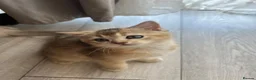 British Shorthair cats for sale: One golden British shorthair for sale. - Advert 9
