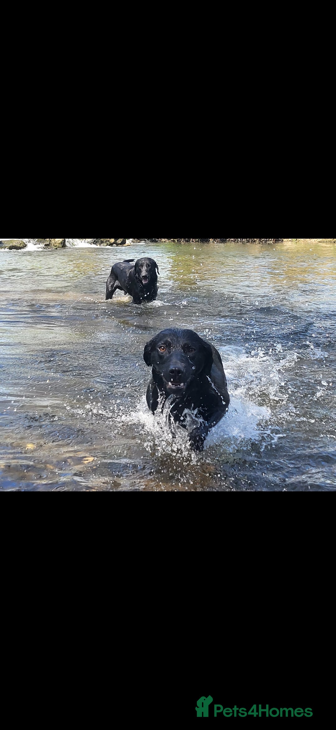 Labrador Retriever dogs for sale: Black labrador male part trained  - Advert 4