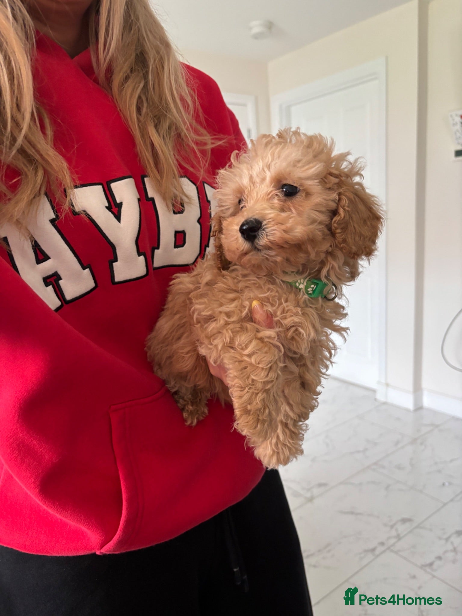 Toy Poodle dogs KC reg Toy Poodle Puppies Royal Bloodlines✨ - Advert 2
