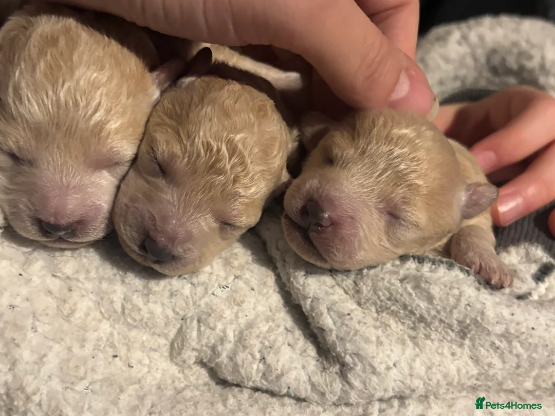 Poochon dogs for sale: Beautiful Poochon Puppies  - Advert 14