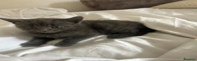 Mixed Breed Kitten 2