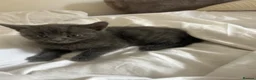 Mixed Breed cats for sale: Beautiful kittens  - Advert 5