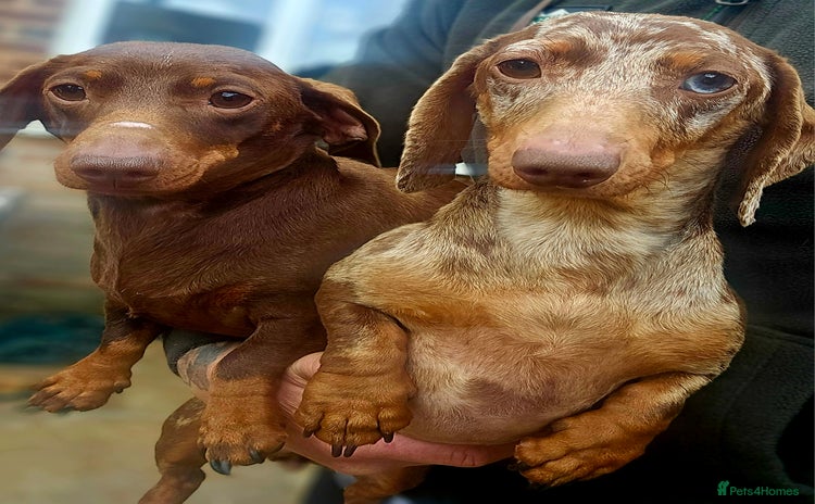 Miniature Dachshund dogs - Advert 13