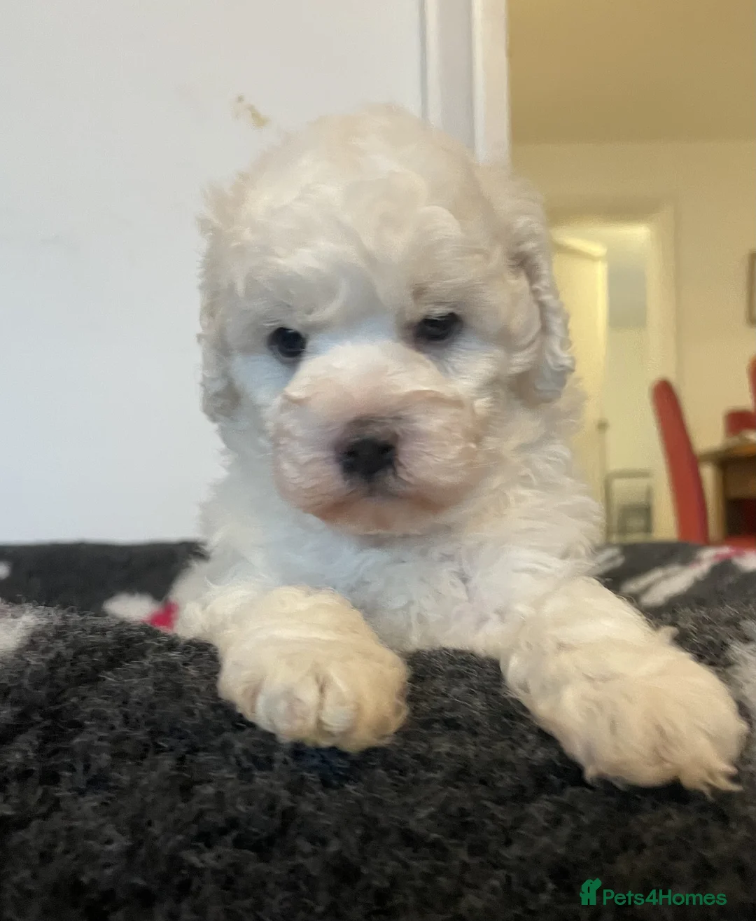 Miniature Poodle dogs for sale: Gorgeous Miniature Poodle puppies - Advert 18