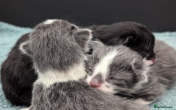 Mixed Breed cats for sale: Two Adorable Kittens – Ready for New Homes - Image 1