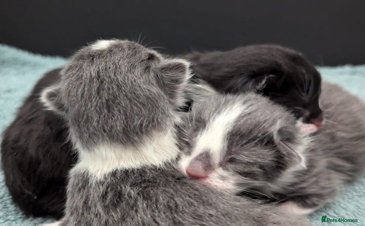 Mixed Breed cats - Advert 15