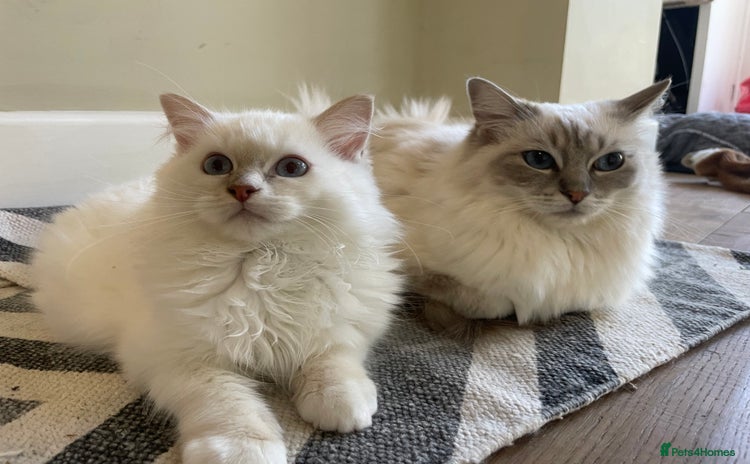Ragdoll cats - Advert 1