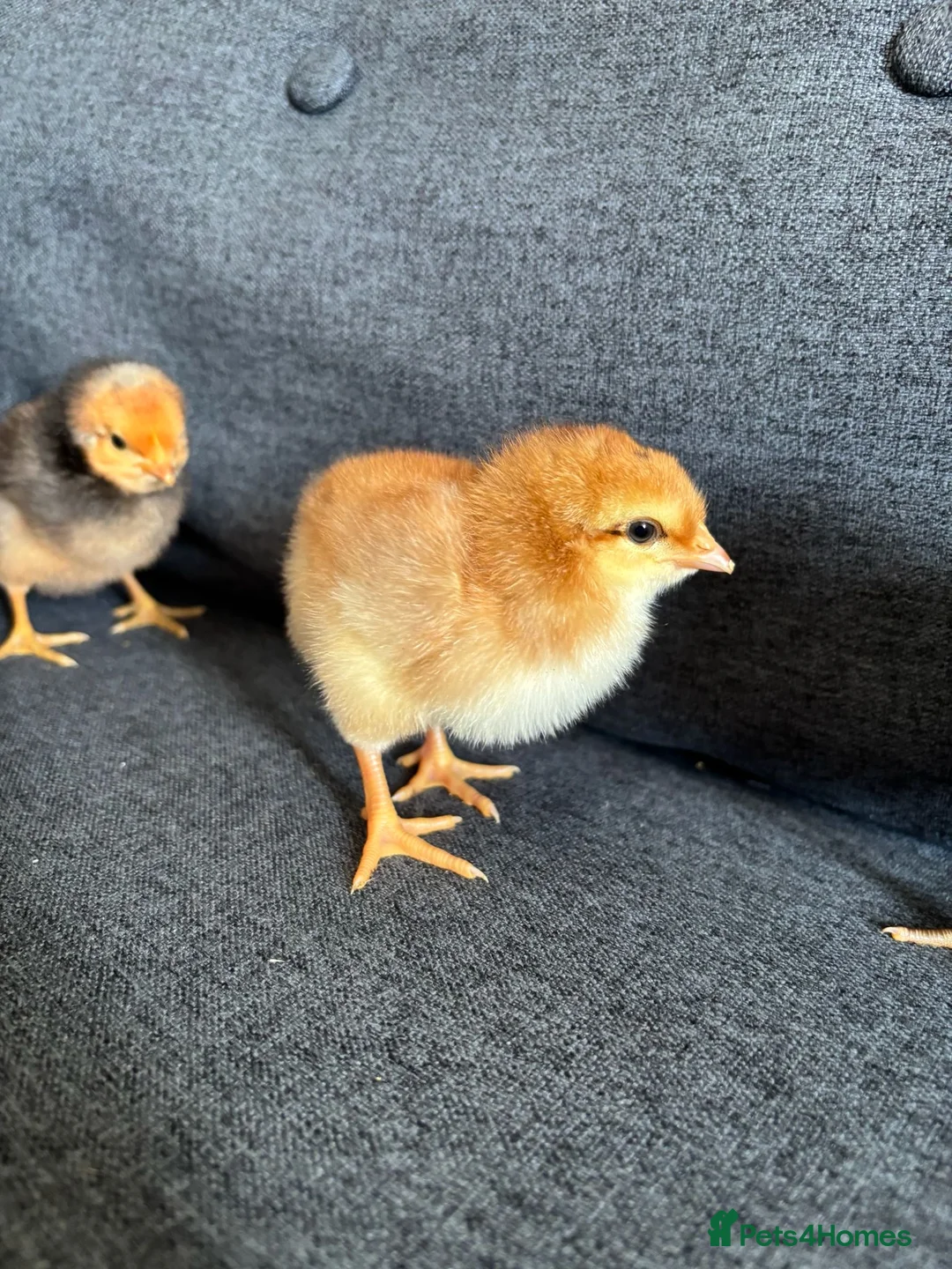 Mixed Breed livestock for sale: Newly Hatched Chicks in Llandeilo - Advert 5