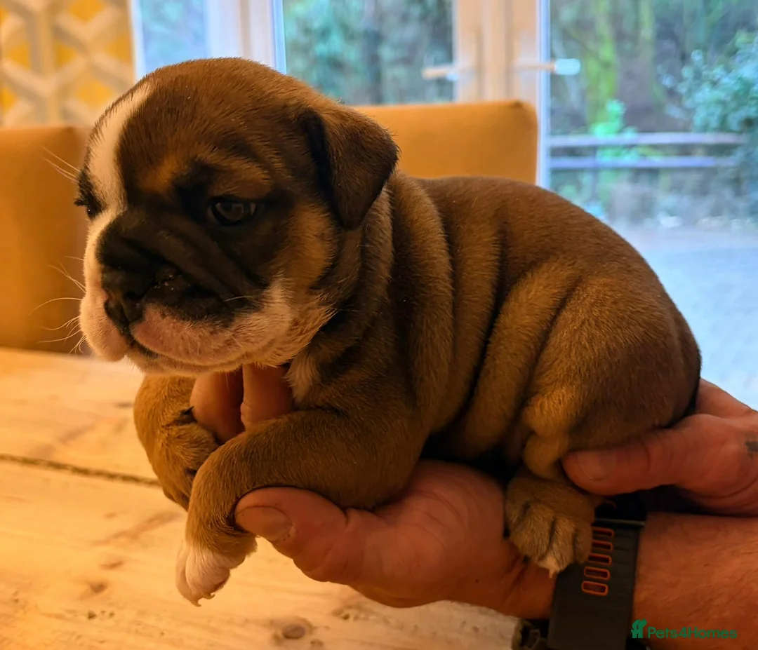 English Bulldog dogs for sale: Bulldog puppies  - Advert 3